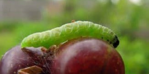 Kako se riješiti moljaca na crvenoj ribizli - mjere kontrole